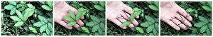 Rica: Mimosa, Touch-Sensitive Plant