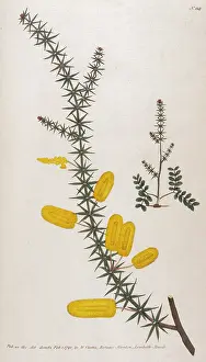 Verticillata: Mimosa Verticillata