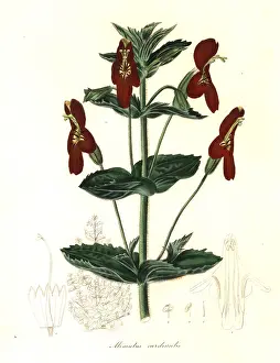 Cardinalis: Mimulus roseus x Mimulus cardinalis