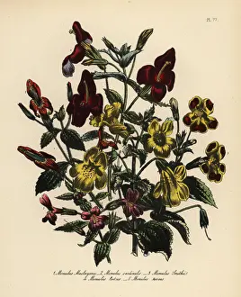 Cardinalis: Mimulus species