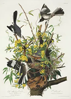 Jasmine: Mimus polyglottos, northern mockingbird