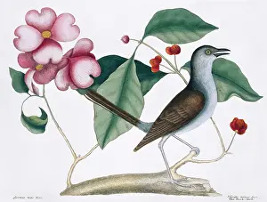 Catesby: Mimus polyglottos, northern mockingbird