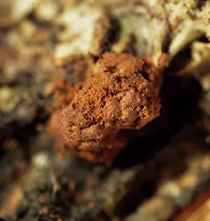 Mould: Minakatella longifila, slime mould