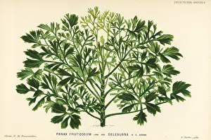 Fruticosus: Ming aralia, Polyscias fruticosa