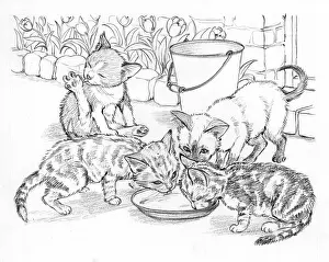 Lapping: Ming Meets the Farm Kittens