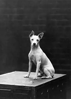 Adlam: MINIATURE BULL TERRIER