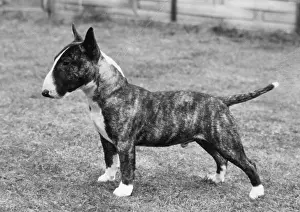 MINIATURE BULL TERRIER