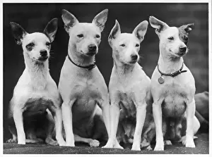 Quietly: MINIATURE BULL TERRIERS