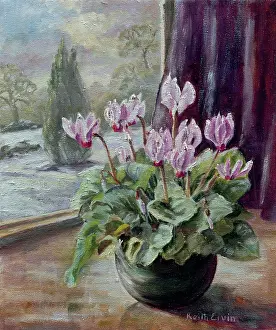 Sill: Miniature Cyclamen in the Window ? snow outside