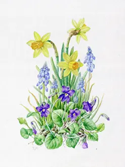 Hyacinths: Miniature Daffodils, Grape Hyacinths and Violets