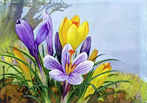 Squills: Miniature daffodils and squills