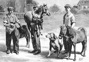 Menagerie: Miniature horses, 1904