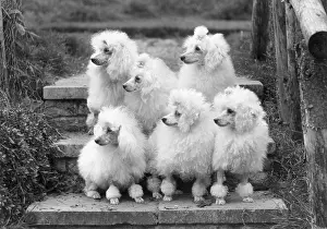 Arranged: Miniature poodles, Thomas Fall photo