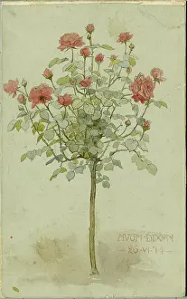 Dixon: Miniature Roses Hugh Dixon