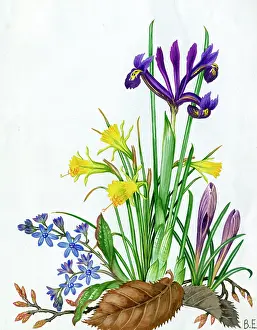 Chionodoxa: Miniature Spring Flowers - Iris reliculata etc