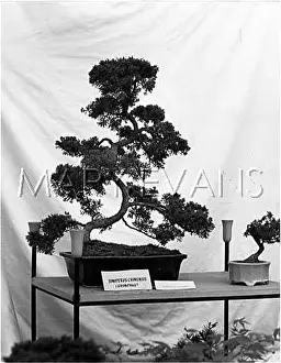 Juniper: MINIATURE TREE