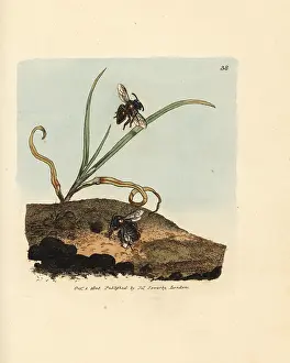 Andrena: Mining bee, Andrena nigroaenea