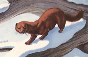 Mink: Mink