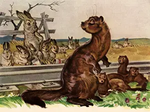 Tending: A Mink with an Attitude