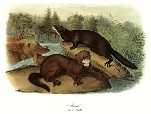 Submerged: Minks