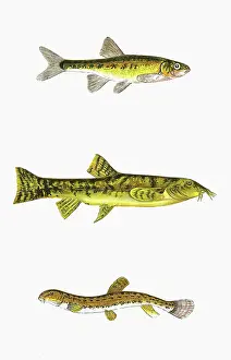 Minnow: Minnow, Loach, and Spined Loach