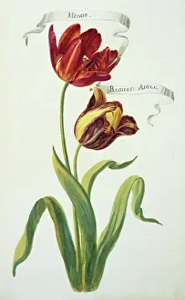 Minos: Minos & Baguet, tulips