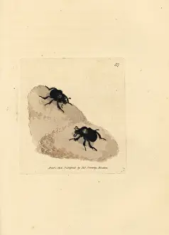 Minotaur: Minotaur beetle, Typhaeus typhoeus