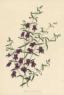 New South Wales: Mint buch, Prostanthera scutellarioides