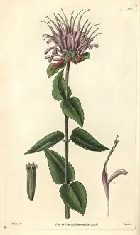 Monarda: Mint-leaved monarda or beebalm, Monarda menthaefolia