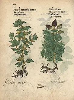 Hortensis: Mint, Mentha x gracilis, and horse mint, Mentha longifolia