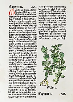 1487: Mint plant