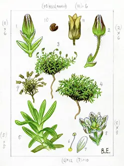 Stitchwort: Minuartia rubella - beautiful sandwort