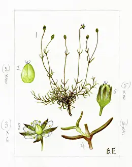 Calyx: Minuartia stricta - bog stitchwort