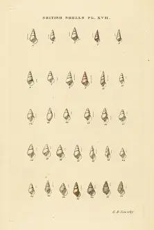 Marshall And Co: Minute pyramid sea shell varieties, Odostomia, etc