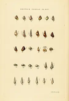 Marshall And Co: Minute sea shell varieties, Rissoa, Cingula, Assimina, etc