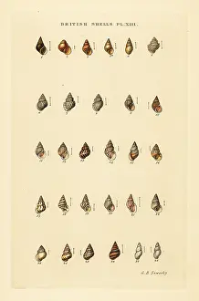 Conchology: Minute sea shell varieties, Rissoa, Cingula, Assimina, etc