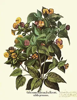 Basilius: Mirabilis jalapa