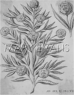 Miraculously: MIRACULOUS ROSE