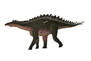 Thyreophora: Miragaia armored dinosaur, side view on white background