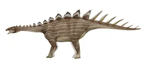 Osteoderm: Miragaia longicollum, lateral view