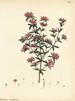 Herbarium: Mirbelia rubiifolia