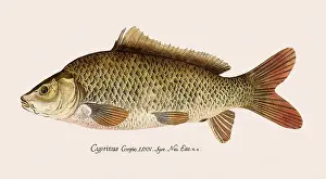 Carp: Mirror Carp