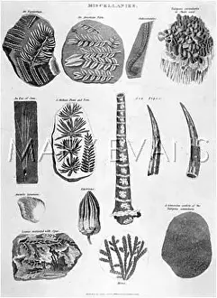 Equisetum: MISCELLANEOUS FOSSILS