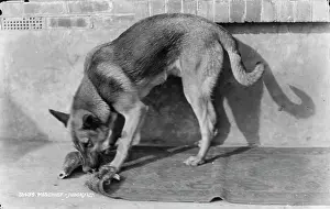 Mischief: Mischief the Dog