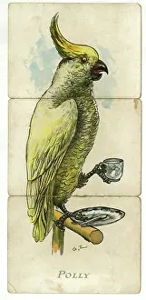 Perch: Misfitz - Polly