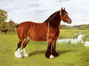 Equines: Miss Constance