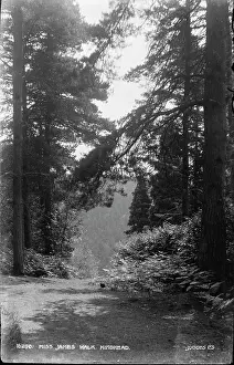 Pathway: Miss James Walk, Hindhead