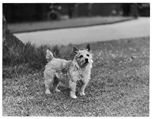 Norwich: MISS MANNETTE/ TERRIER