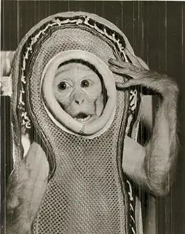 Wallops: Miss Sam prior to being launched in a Mercury capsule