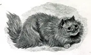 Wain: Miss Simpson's Blue Persian cat Bounce